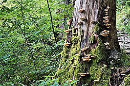 Wald (3v9)_t.jpg